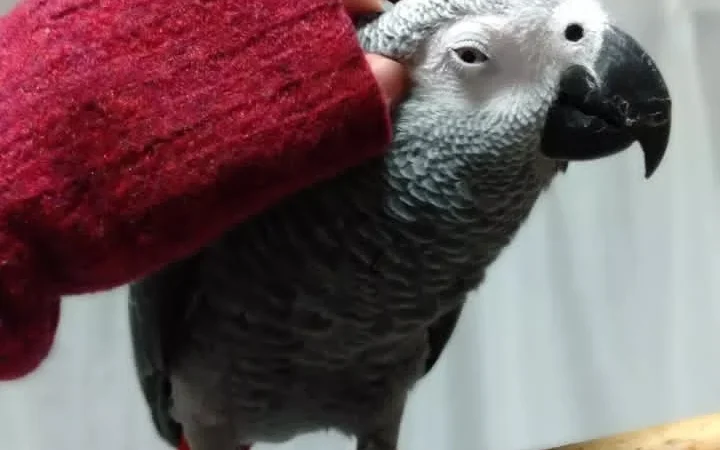 Ghana African Grey parrots for sale Wyoming