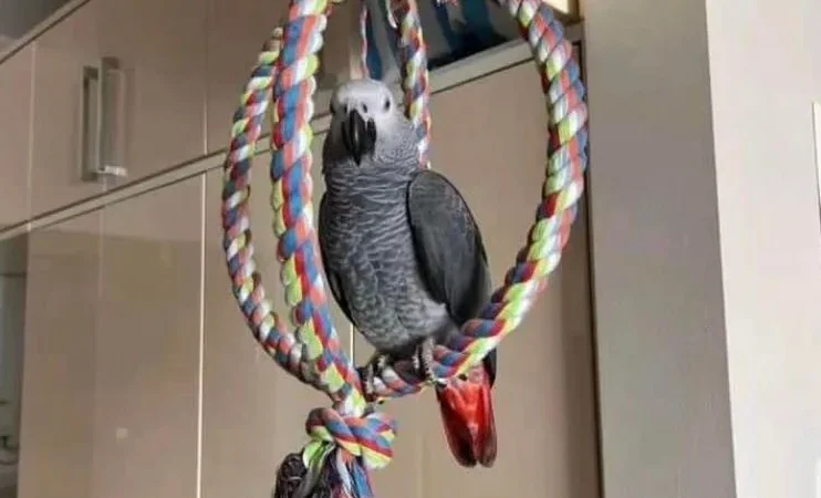 African Greys in Michigan