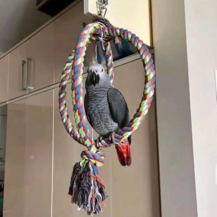African Grey parrots for Adoption Kansas