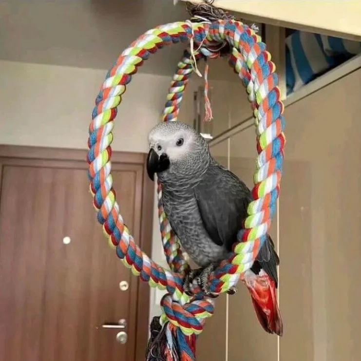 African Greys in Iowa