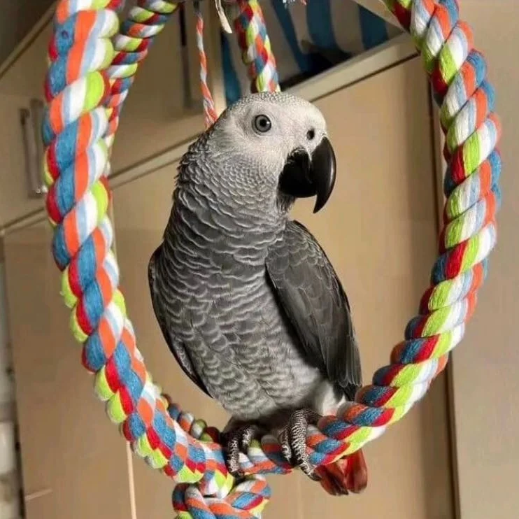 African Grey parrots for Adoption Maine