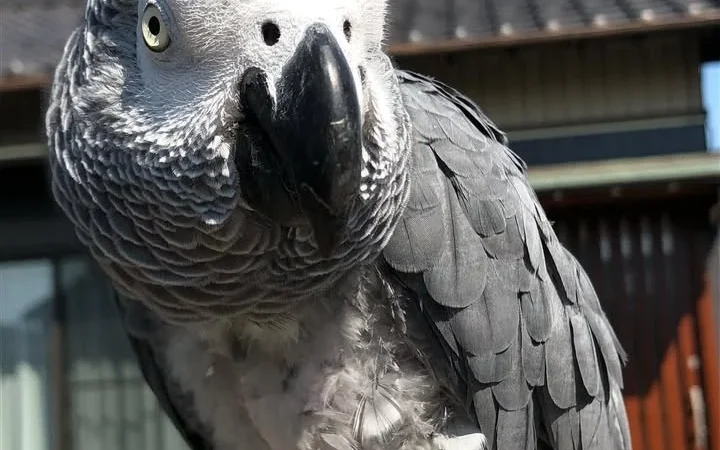 African Greys in Mississippi