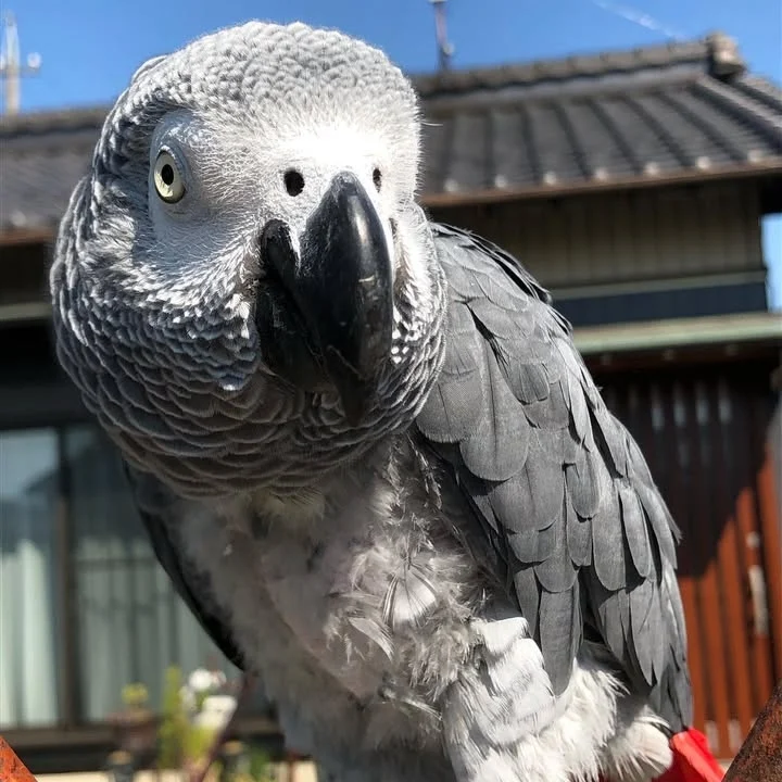 African Grey parrots for Adoption Massachusetts