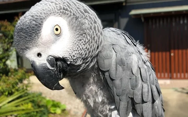African Greys in Kansas