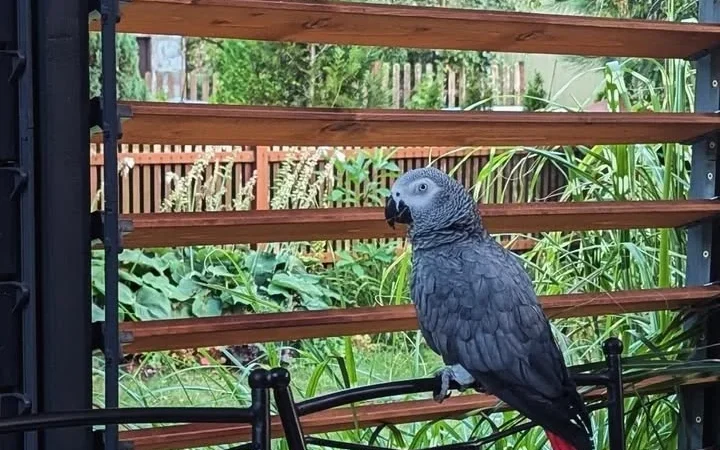 Congo African Grey parrots for sale in Texas