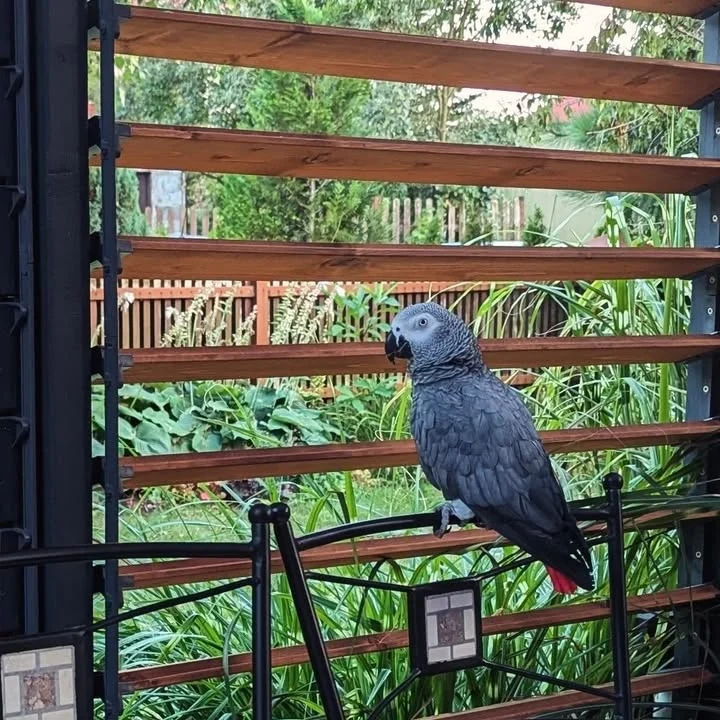 Congo African Grey parrots for sale in Texas