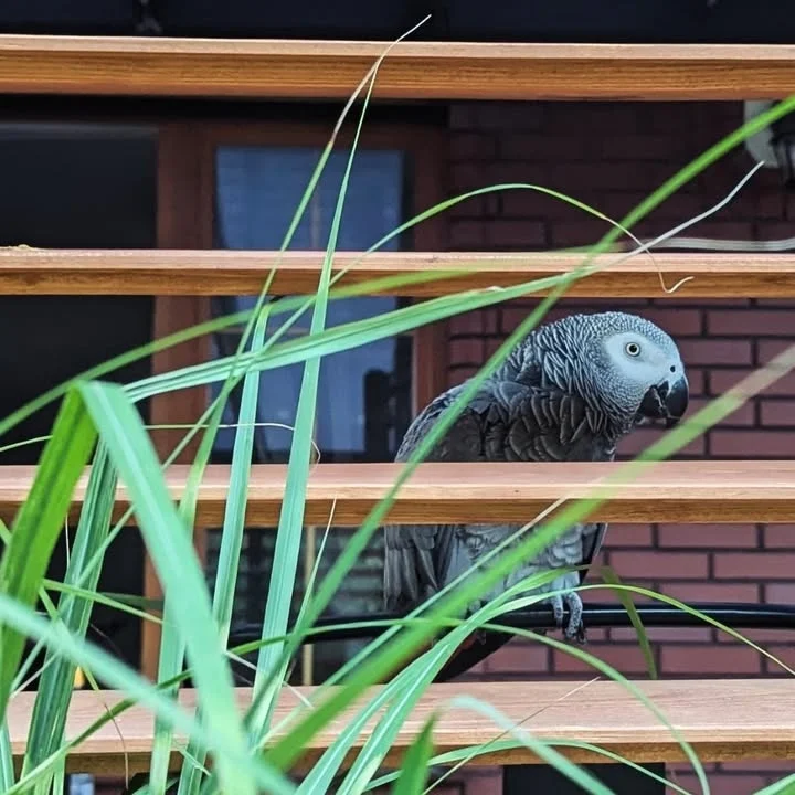 African Greys in Louisiana