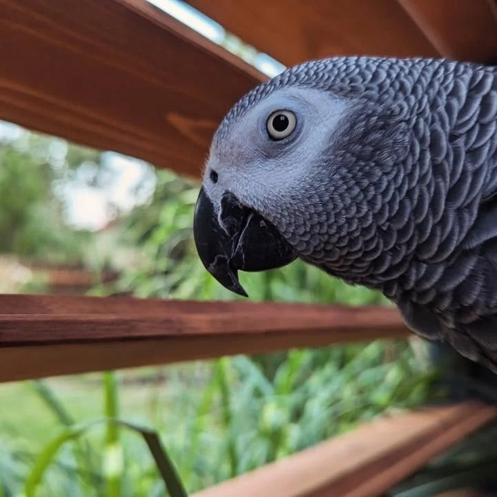 African Greys in Maine