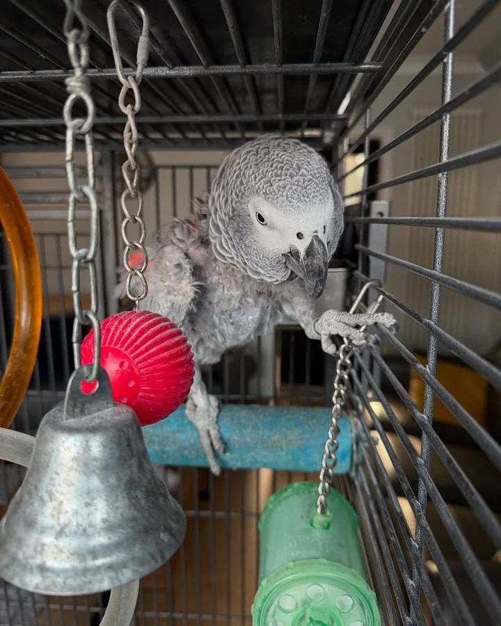 African Greys in Maryland