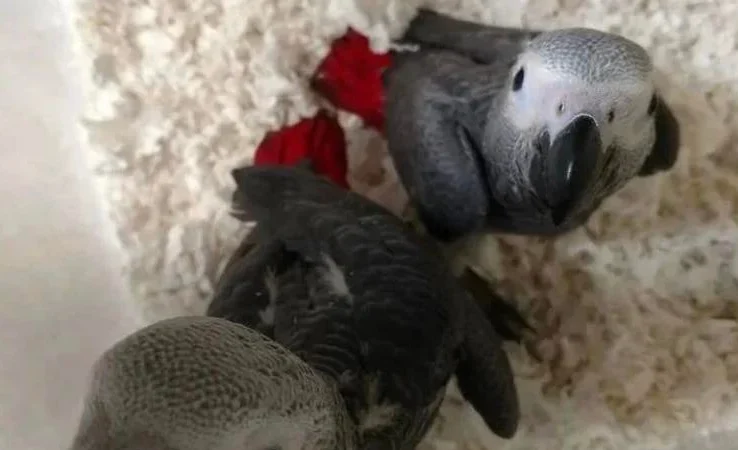 African Greys in Massachusetts