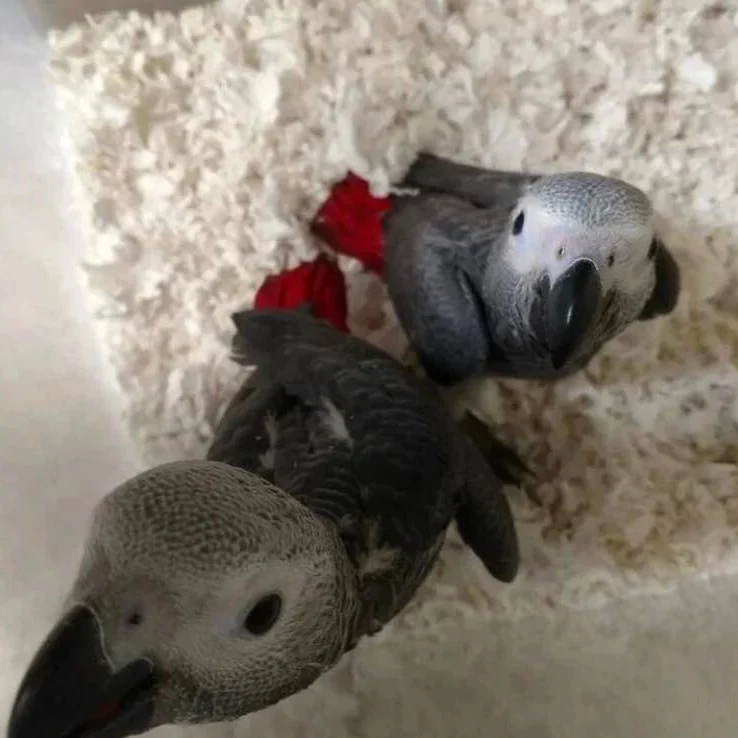 African Greys in Massachusetts