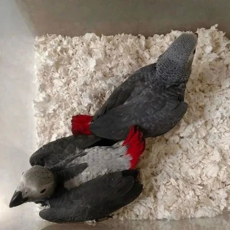 Congo African Grey parrots for sale in Oregon