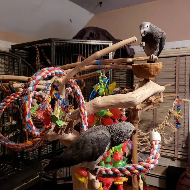 Congo African Grey parrots for sale in Rhode Island