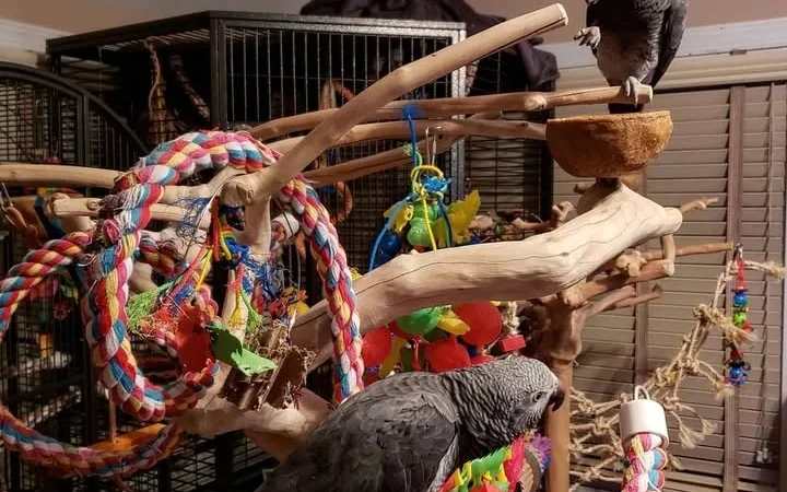 Gabon African Grey parrots for sale in United Arab Emirates