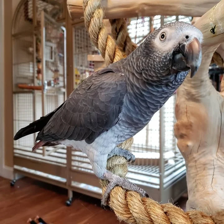 Cameroon African Grey parrots for sale South Dakota