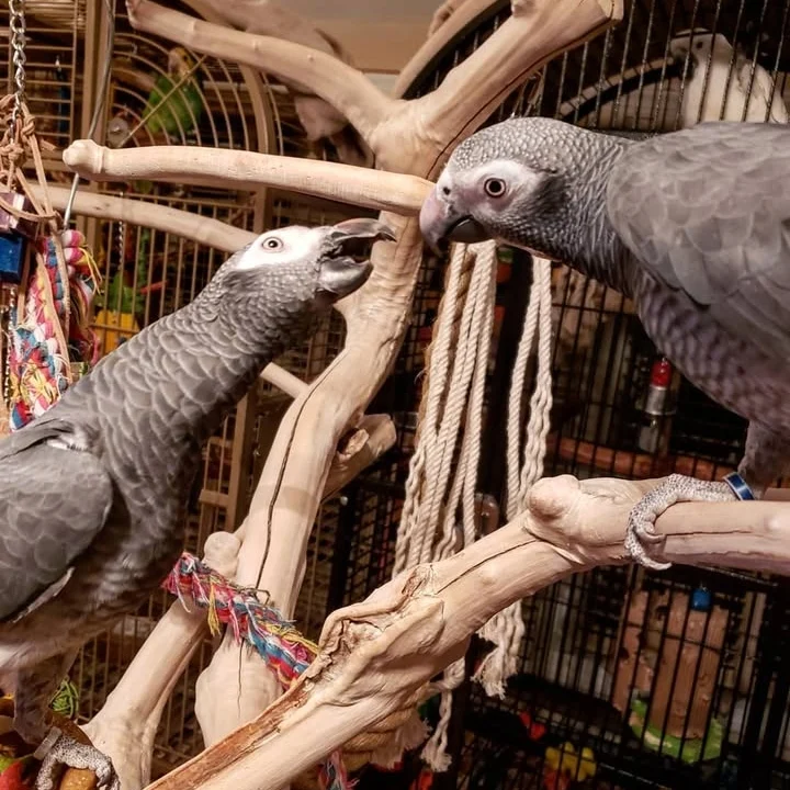 African Grey parrots in Minnesota