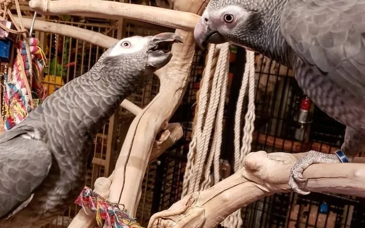 Gabon African Grey parrots for sale in France