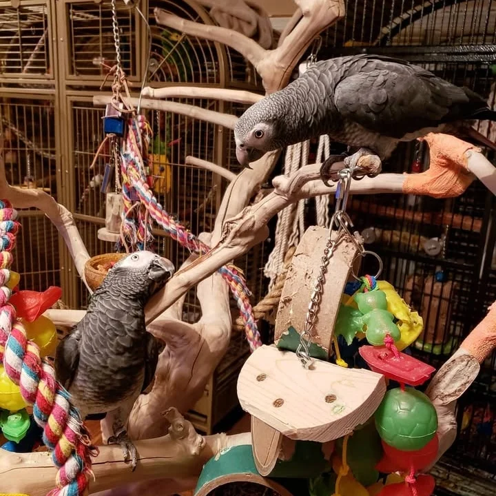 African Grey parrots in Iowa
