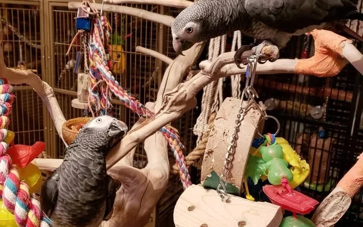 Gabon African Grey parrots for sale in Netherlands
