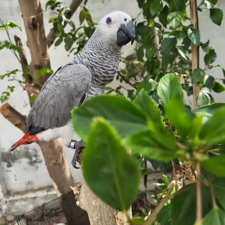 African Grey parrots in New Mexico