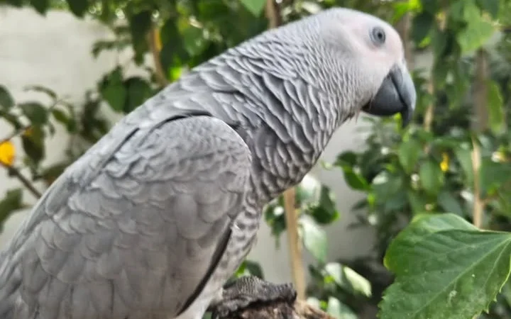 African Greys near me Mississippi