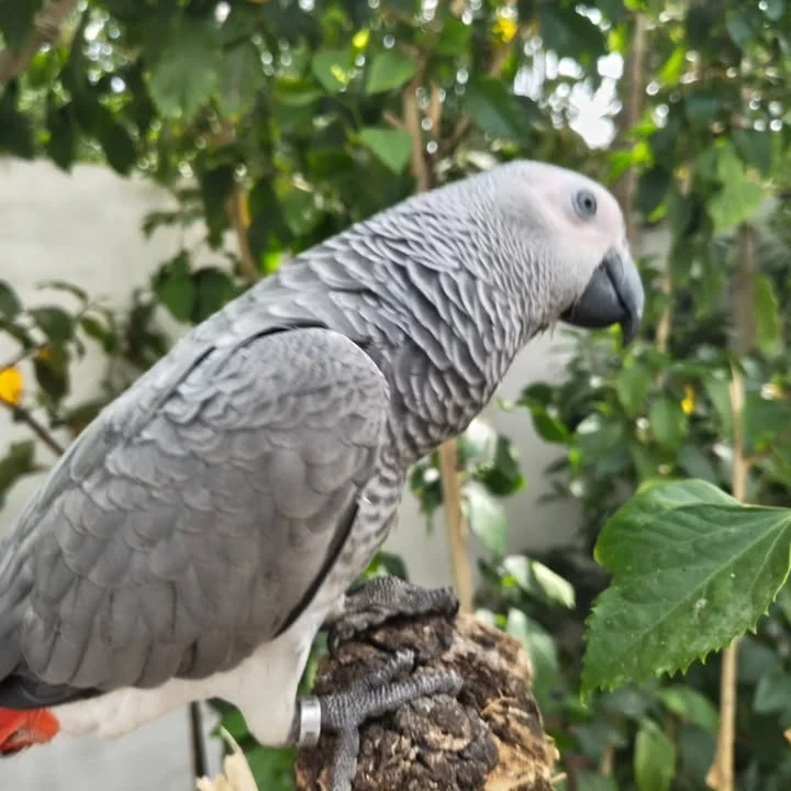 African Grey parrots in New York
