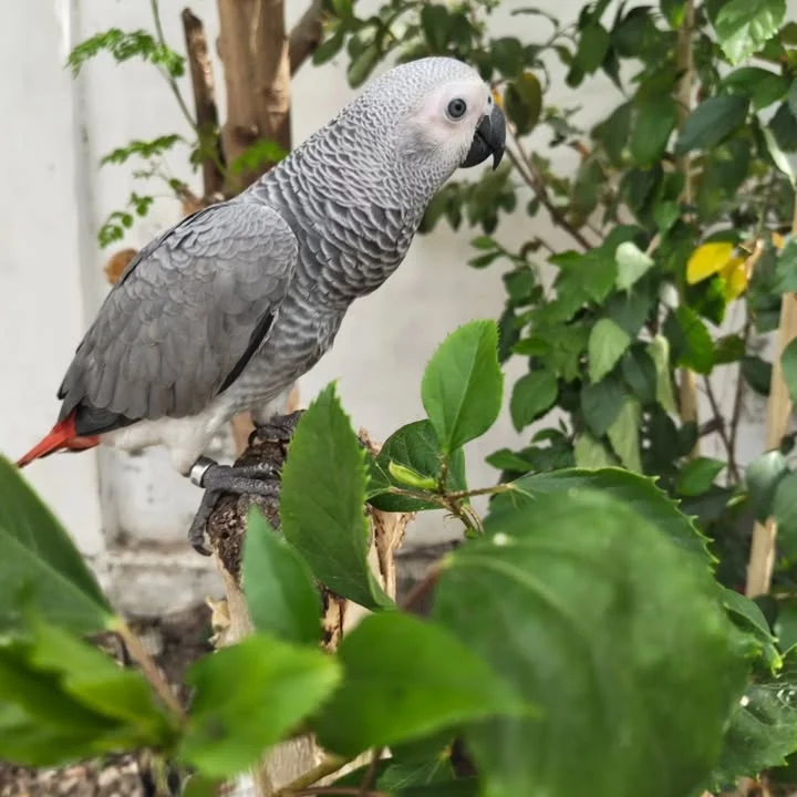 African Greys near me Minnesota