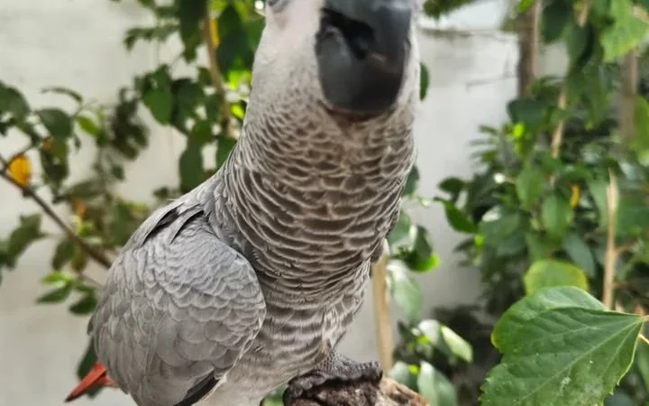 African Grey parrots in Missouri