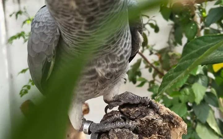 African Greys near me Kansas