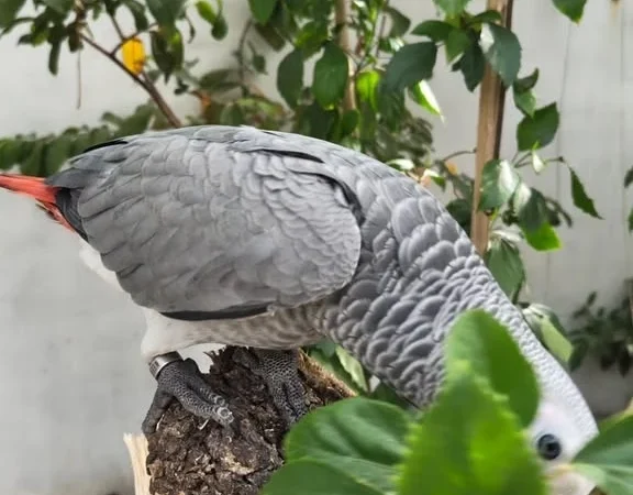 African Greys near me Louisiana