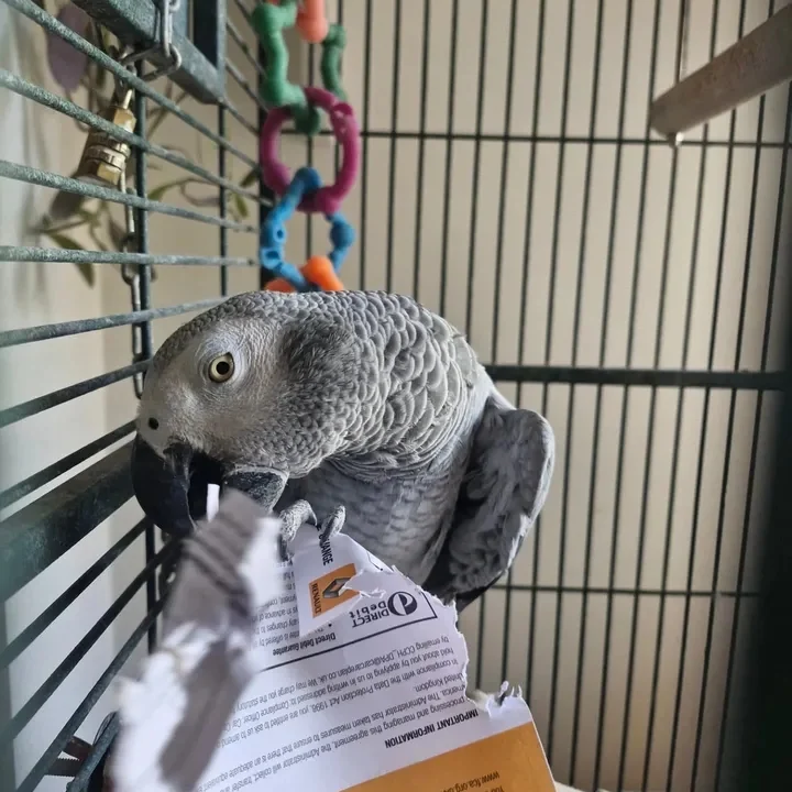 African Grey parrots in Mississippi