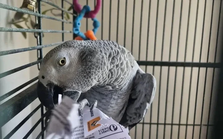 Gabon African Grey parrots for sale in Sweden