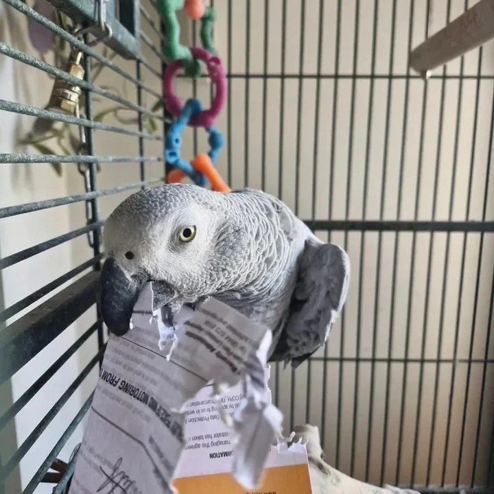 African Grey parrots in Michigan
