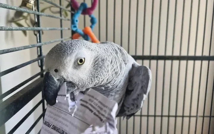 Gabon African Grey parrots for sale in Norway