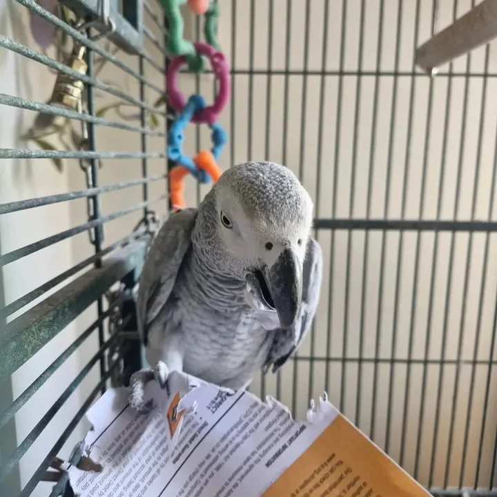 African Grey parrots in Kansas
