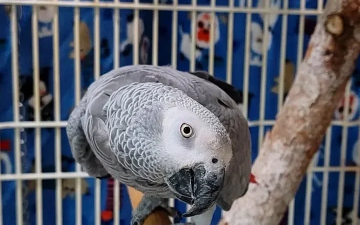 African Grey parrots for Adoption California