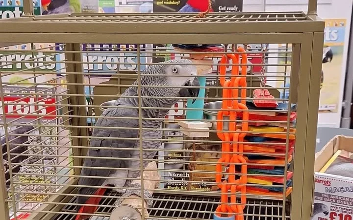 African Greys in Indiana