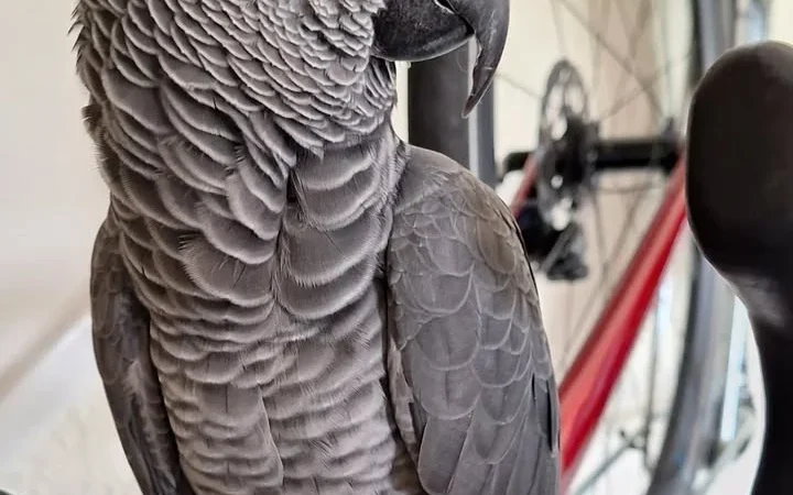 Ghana African Grey parrots for sale Denmark