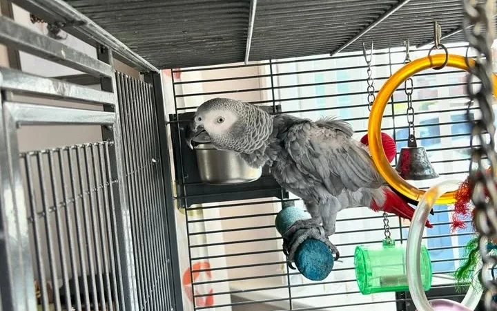 African Greys in Illinois