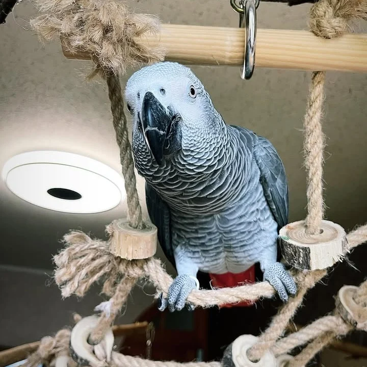 African Grey parrots in New Hampshire