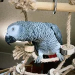 African Grey Parrots For Sale Near Me