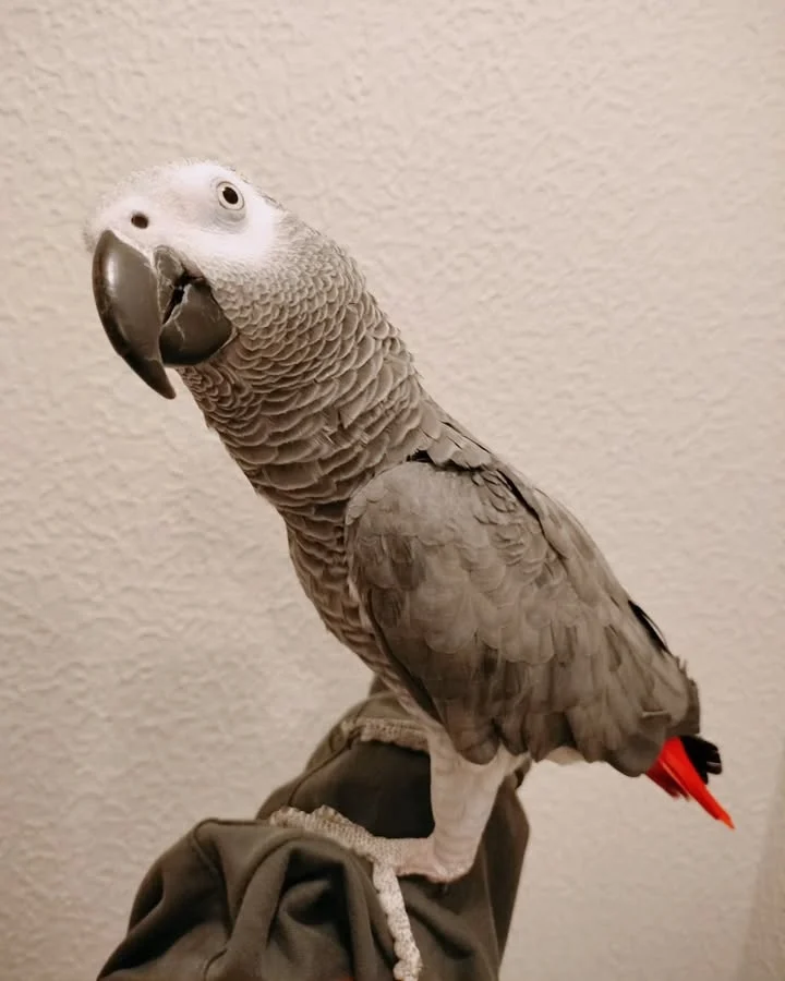 African Grey parrots in Georgia