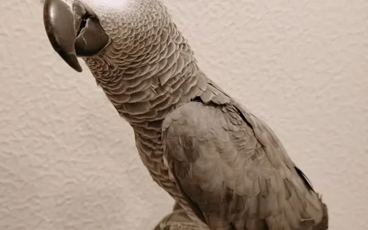 Gabon African Grey parrots for sale in Ohio