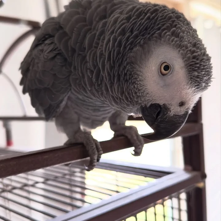 African Grey parrots in Hawaii