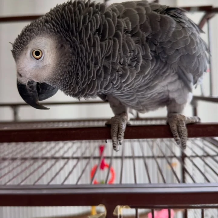 African Greys for sale in Illinois