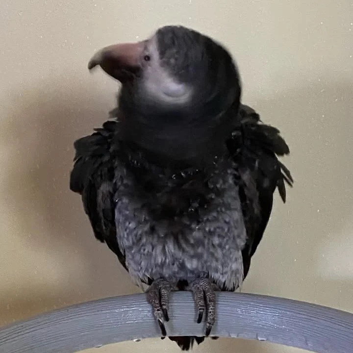 African Grey parrots in Illinois