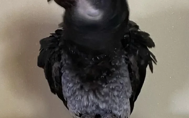 Timneh African Grey parrots for sale in Texas