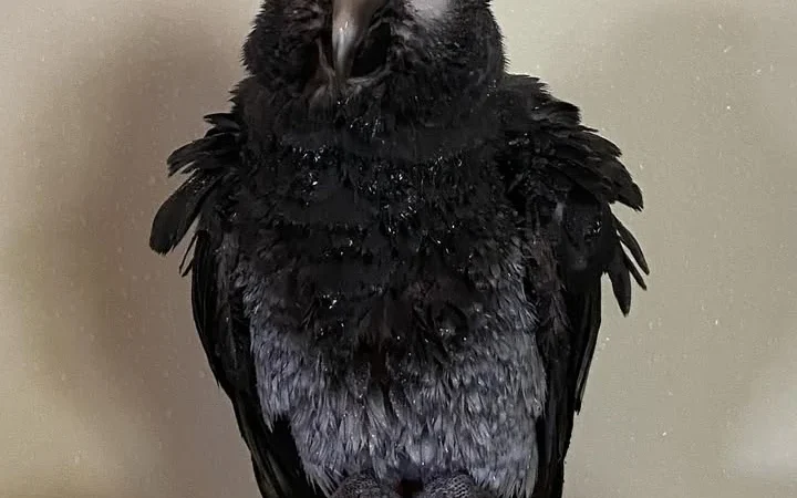 Talking African Grey parrots for sale Montana