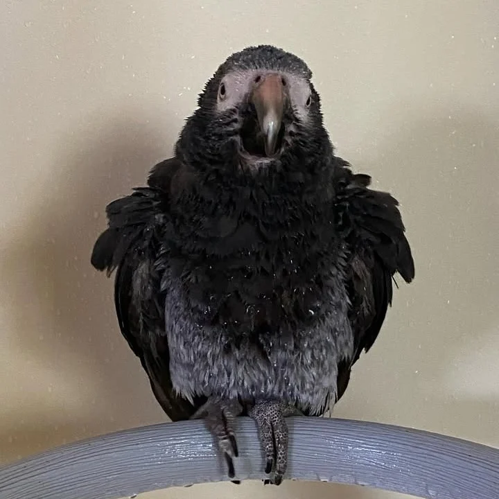 African Grey parrots in California
