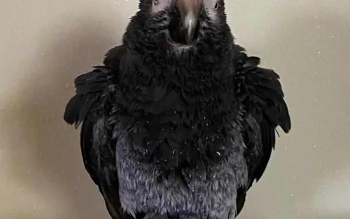 Timneh African Grey parrots for sale in Oklahoma